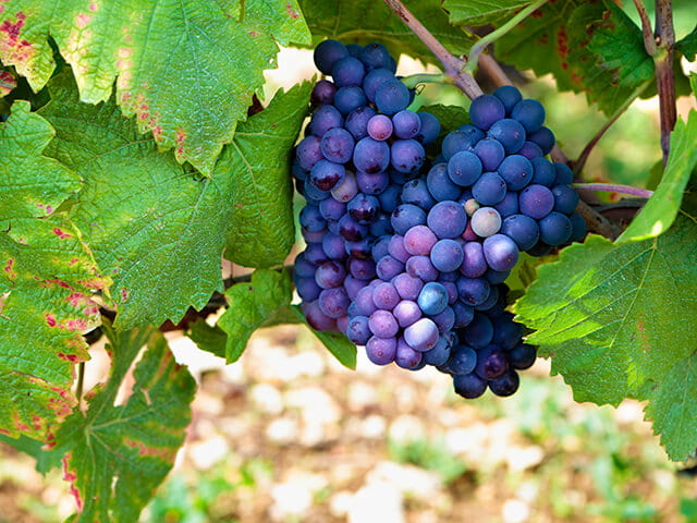 Vinhos Chilenos - uva Pinot Noir